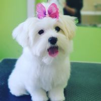 Dog grooming courses