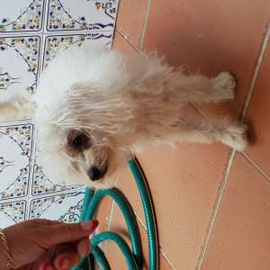 Found: Found smalll white puppy 3 months