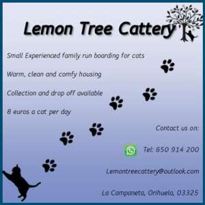 Lemon Tree Cattery