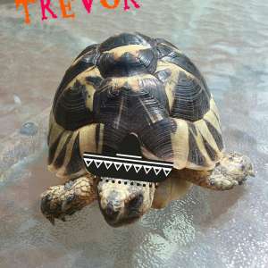 Trevor my tortoise